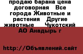 продаю барана цена договорная - Все города Животные и растения » Другие животные   . Чукотский АО,Анадырь г.